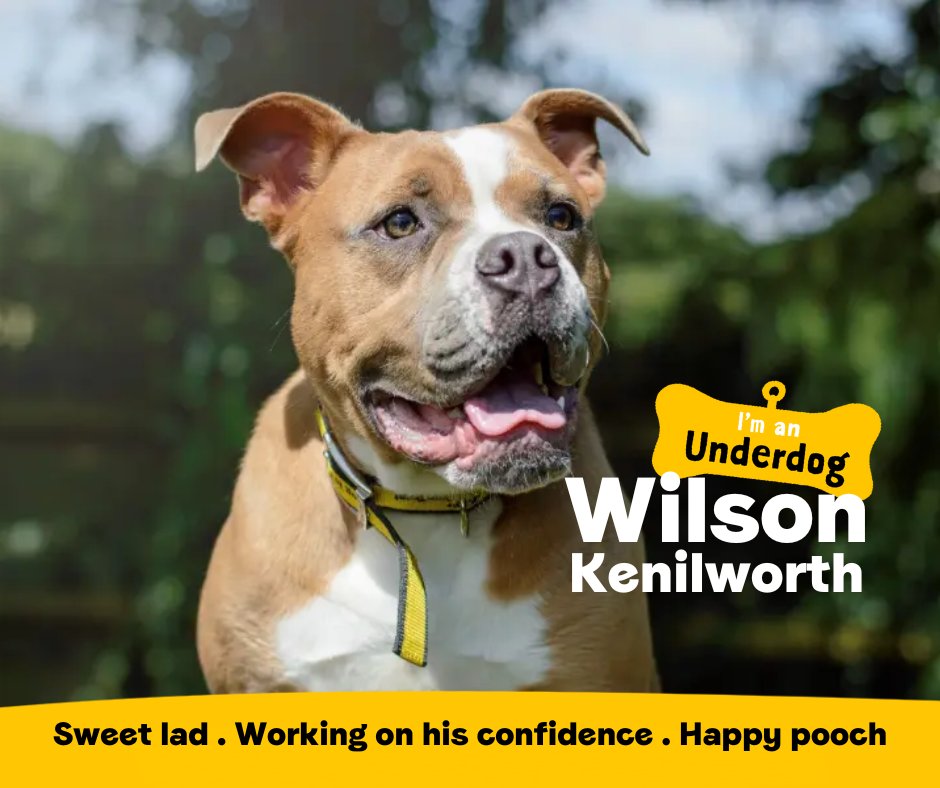 Meet some of our beautiful Underdogs who are looking for their forever homes! Underdogs are dogs who have been in our care for six months, or more. They may need extra training, ongoing veterinary treatment or a home with no children or dogs.💛