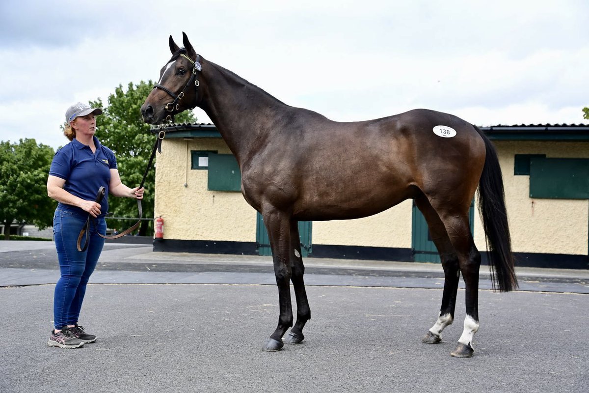 sallygoldford's tweet photo. From little acorns… 
Huge congratulations to @Castledillon4 topping the Derby Sale day 1 with their Nathaniel gelding out of Floressa.
Let’s hope ‘Reggie’ is very lucky for his new connections ✨ https://t.co/GcM498dh0G