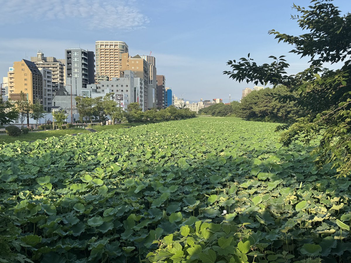 鳥羽和久 KAZUHISA TOBA (@tobatoppers) on Twitter photo 