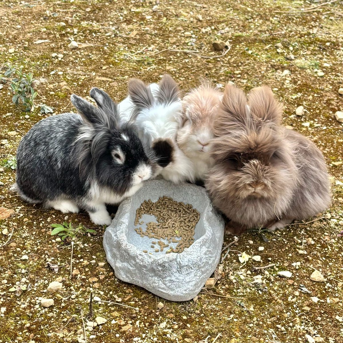 Come &amp; see our adorable Angora rabbits - Peter, Flopsy, Mopsy and Cotton-tail🐰🐇in their #HappyHoppyHomes here at the park!
Find out more how to care for your furry friends too here  rabbitawarenessactiongroup.co.uk
#rabbitawarenessweek #rabbits #angorarabbits