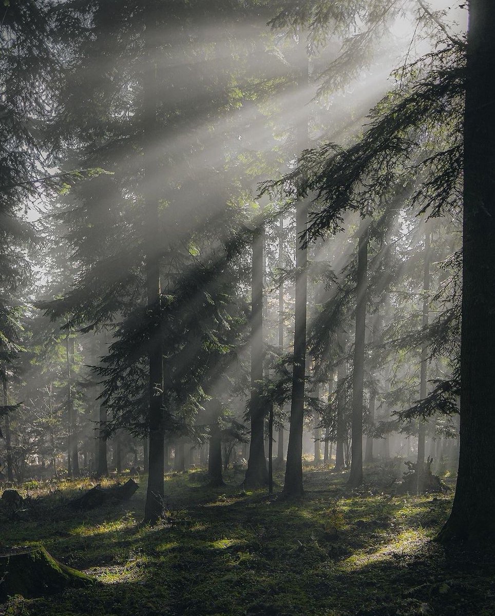 earthcurated's tweet image. — quiet moments