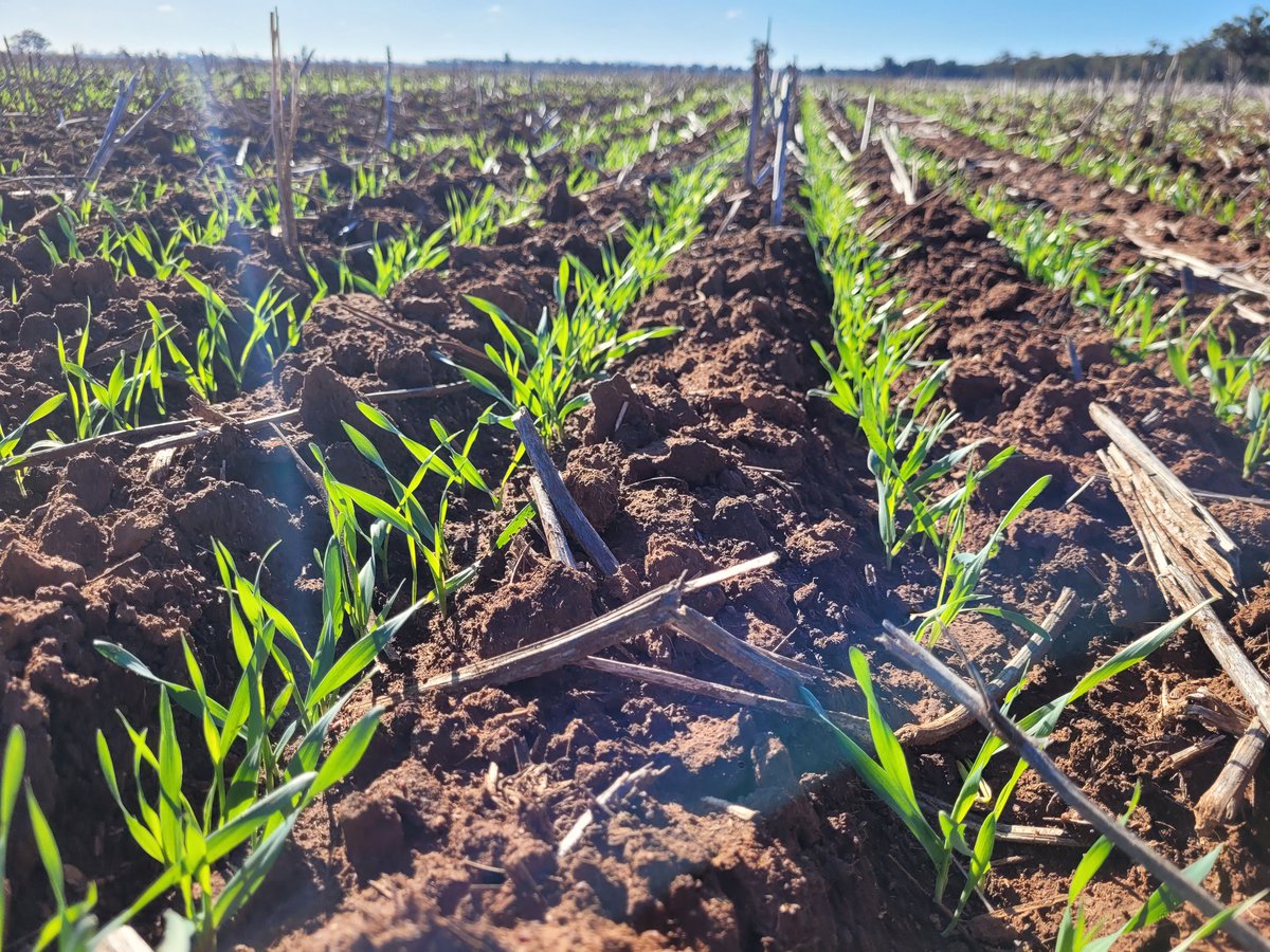 Rob Presser (@researchagro72) on Twitter photo Quandialla Early and Main wheat looking good after a dry start <a href="/GRDC_NVT/">GRDC National Variety Trials (NVT)</a> #NVTProvider Quandialla Early and Main wheat looking good after a dry start <a href="/GRDC_NVT/">GRDC National Variety Trials (NVT)</a> #NVTProvider