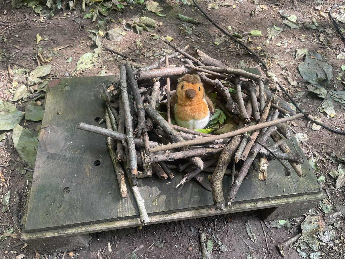 OUTDOOR COACHING UK (@outdoorcoachuk) on Twitter photo The Robin was sad as he did t have a nest Ckass 4 helped. We did lots of measuring to find the right sized sticks to build a nest. Robin was happy again <a href="/GaerPrimary/">Gaer Primary School</a> The Robin was sad as he did t have a nest Ckass 4 helped. We did lots of measuring to find the right sized sticks to build a nest. Robin was happy again <a href="/GaerPrimary/">Gaer Primary School</a>