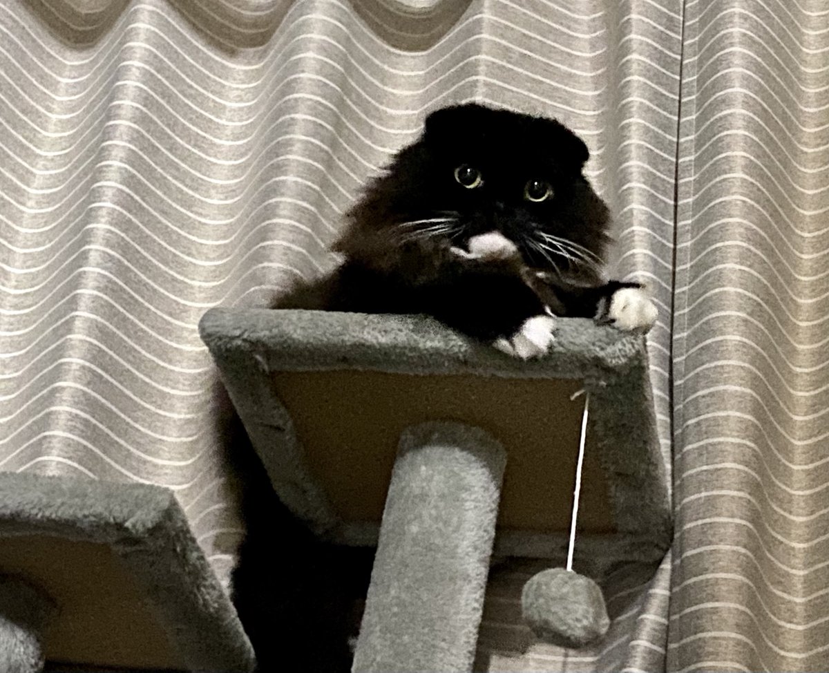 unagineko_una's tweet image. フクロウ🦉みたいなうなぴ
#白黒猫 #猫のいる暮らし #猫