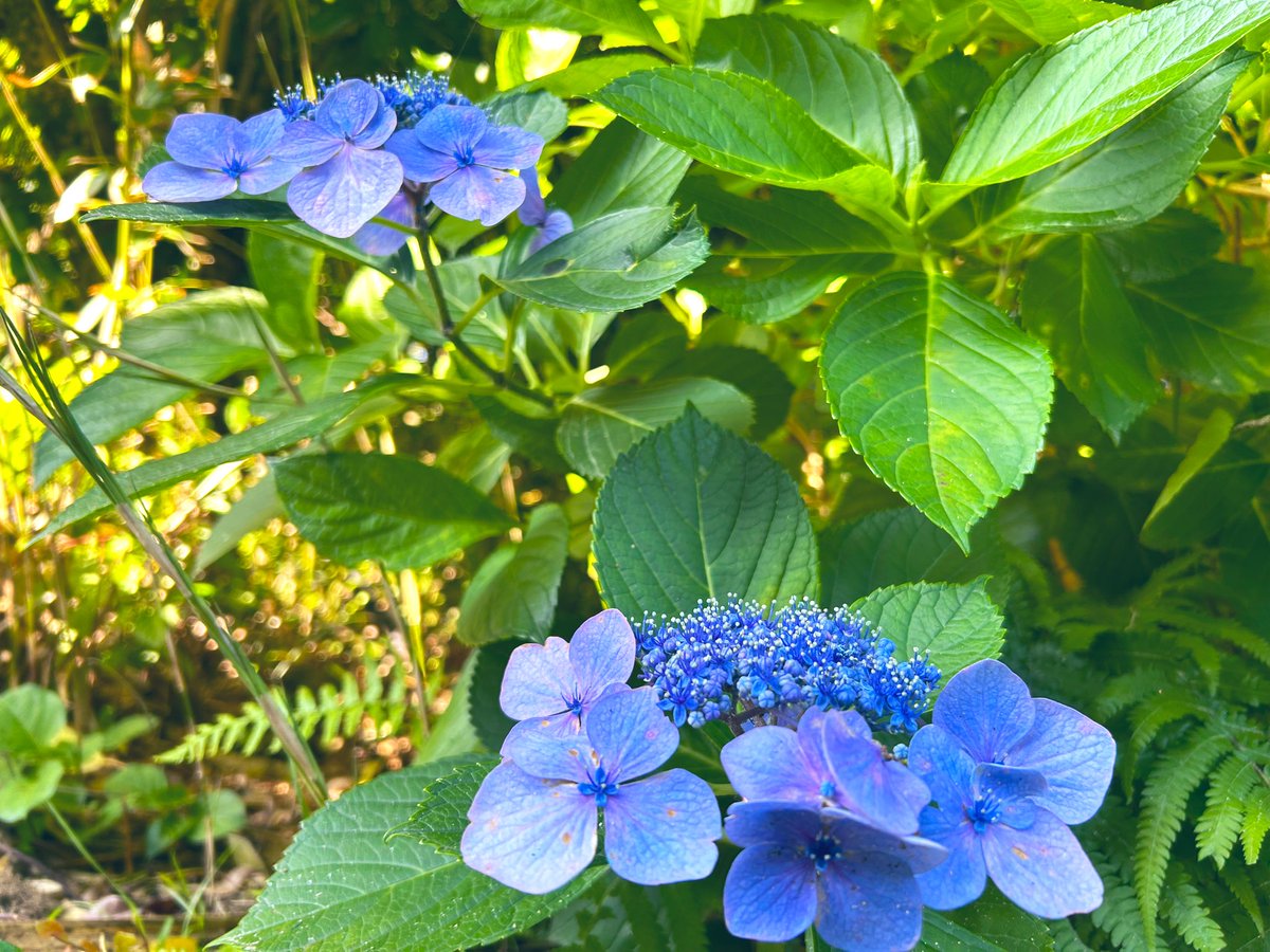 家の周り紫陽花だらけだー。

#写真好きと繋がりたい
#写真撮ってる人と繫がりたい