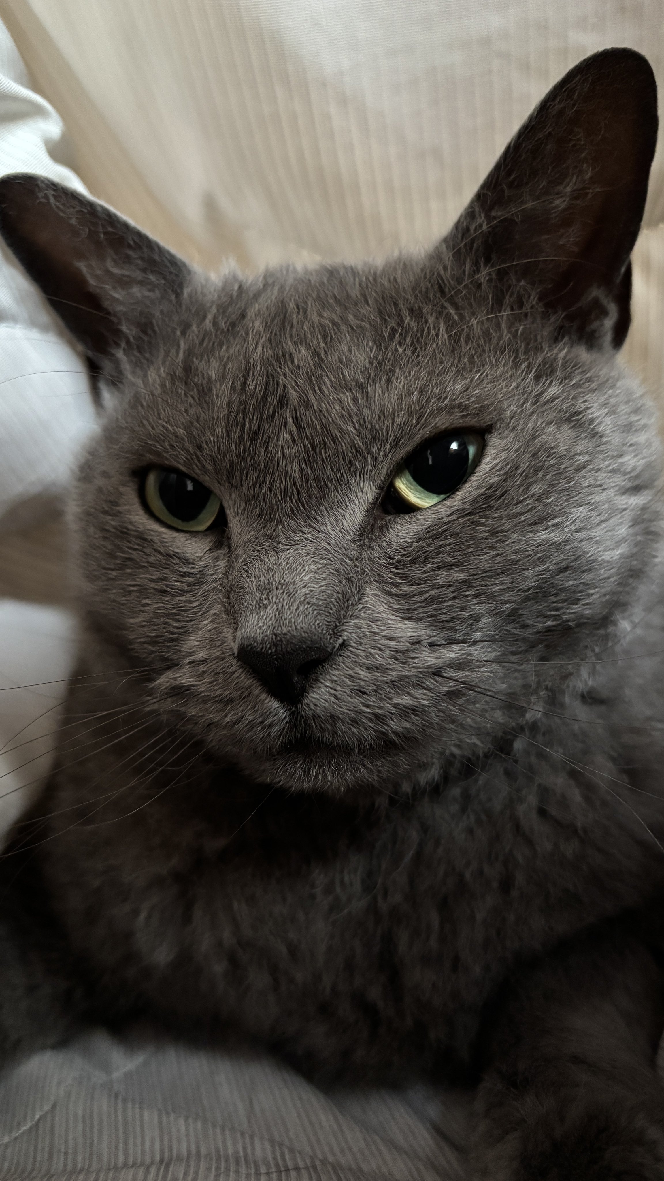 ねこちあ on X: 