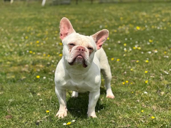 Please retweet to help Lolly find a home #PEMBROKESHIRE #WALES #UK 
#dogs #FrenchBulldogs #Frenchies