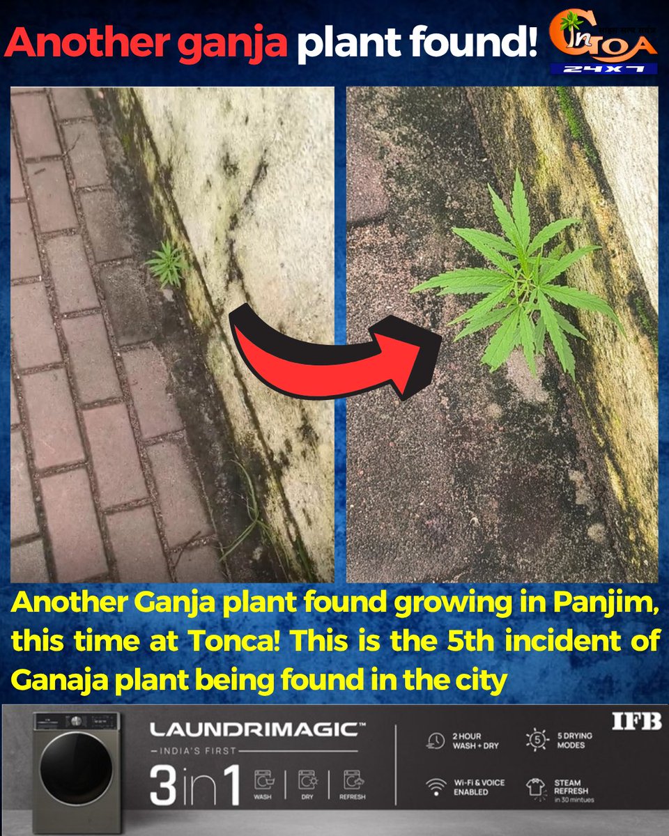 InGoa24x7's tweet photo. Another Ganja plant found growing in Panjim, this time at Tonca! This is the 5th incident of Ganaja plant being found in the city
#Goa #GoaNews #Ganja #Plant #Found #Tonca https://t.co/26BwaSuiyp