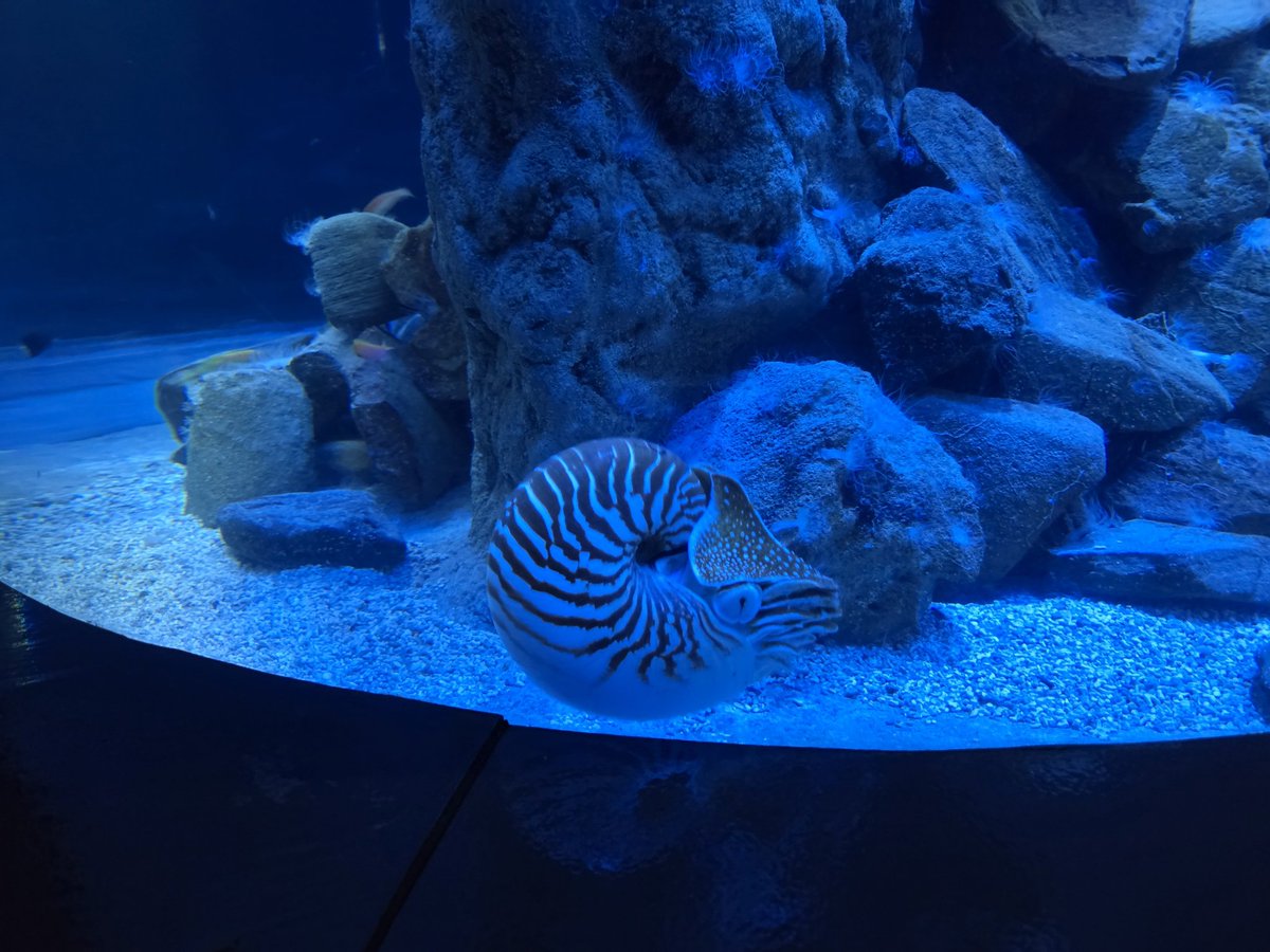 gjbarord's tweet photo. Very nice main nautilus exhibit at @AquariumDLagons . Showcases the habitat they probably play eggs at... #savethenautilus https://t.co/Pewajg51qR