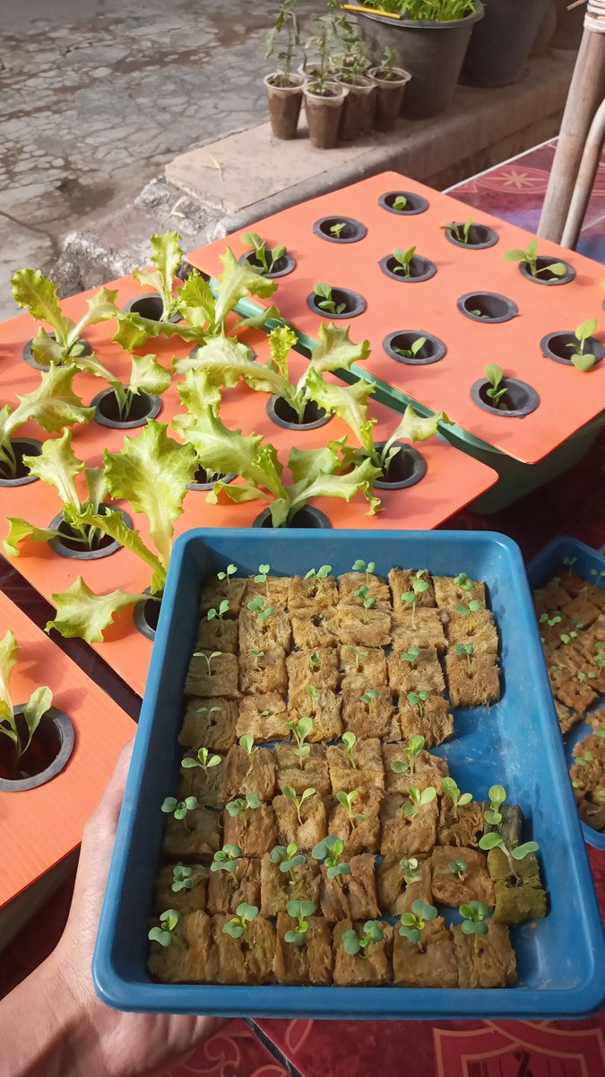 Rae_JH7's tweet photo. 🍃🌸🍀•°~ Hidroponik~°•🍀🌸🍃

my journey of hydroponic planting♡

🌱`°•.
           ~ 🌸.
.🌾~               .•°`🪴
           ~🍆.
🌳`°•.           .🥬~ https://t.co/1fmoegV3MR