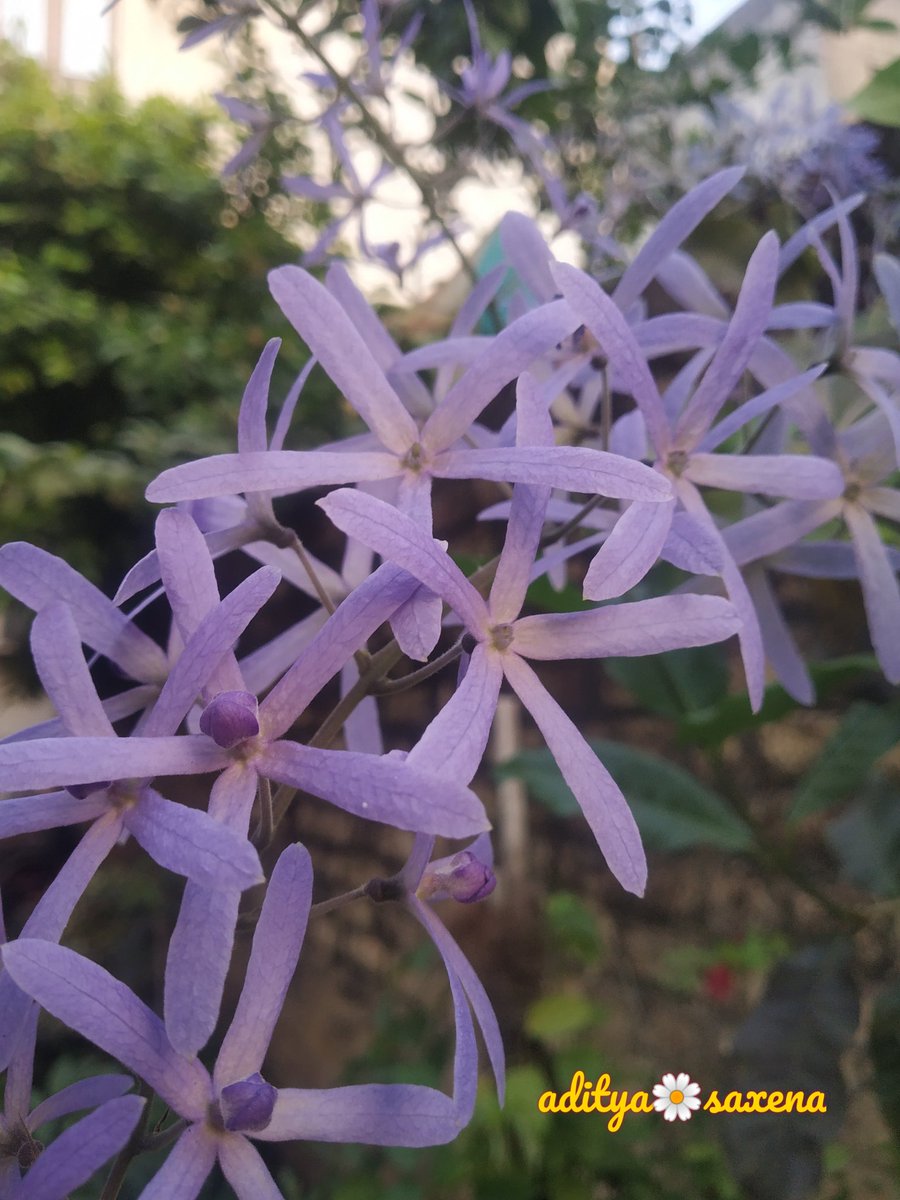 GardenLiveNow's tweet photo. Beauty at its best ....

#flowrs #plant #flowers #flowerphotography #viral #garden #reels #garden #gardening #gardening #reelsinstagram #viralreels #plant #instagood #plantbased #tree #treephotography #garden #gardens https://t.co/xqPrSVVMDC