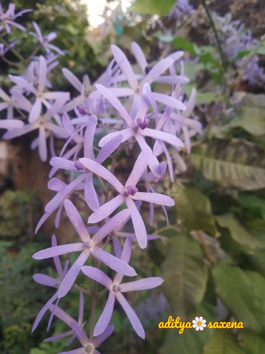 GardenLiveNow's tweet photo. Beauty at its best ....

#flowrs #plant #flowers #flowerphotography #viral #garden #reels #garden #gardening #gardening #reelsinstagram #viralreels #plant #instagood #plantbased #tree #treephotography #garden #gardens https://t.co/xqPrSVVMDC