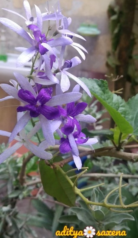 GardenLiveNow's tweet photo. Beauty at its best ....

#flowrs #plant #flowers #flowerphotography #viral #garden #reels #garden #gardening #gardening #reelsinstagram #viralreels #plant #instagood #plantbased #tree #treephotography #garden #gardens https://t.co/xqPrSVVMDC