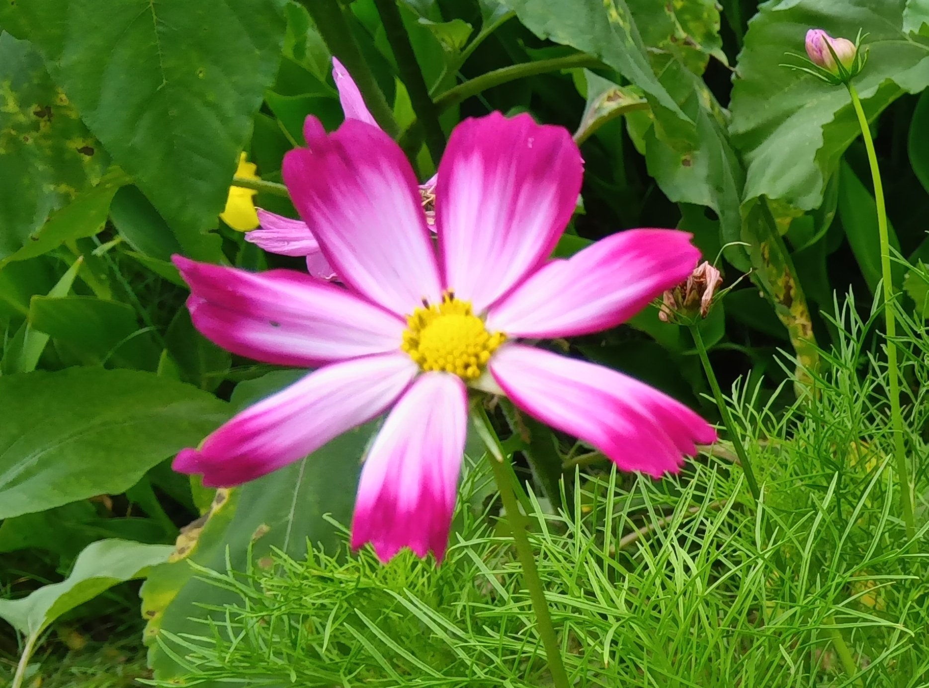 コスモスの写真 ᗰon | 画面いっぱいのコスモス♡ 可愛いお花ですね ◡̎
