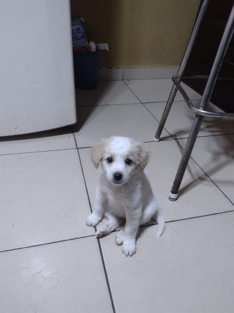 Neta tengo ganas de funar a mi coordinador de papel 😑😑😑😑 hasta soy considerada con el pobre perro