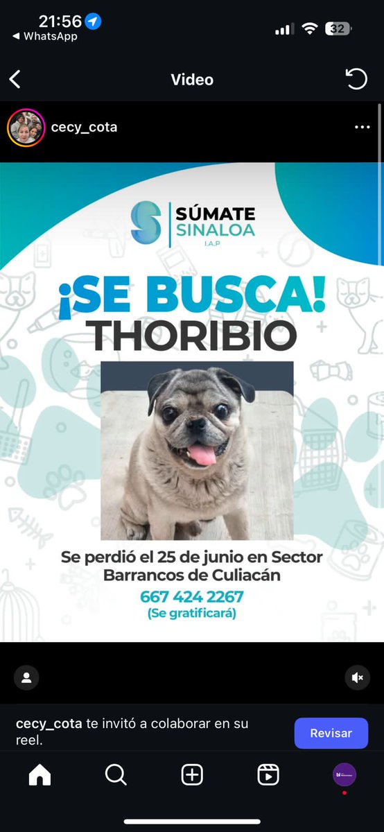 #MascotaPerdida 

#Thoribio desapareció el 25 de junio en el sector #barrancos de Culiacán y su familia lo busca.

#pugs #recompensa #SeBusca <a href="/noticieristas/">Luis Alberto Díaz y Los Noticieristas</a>