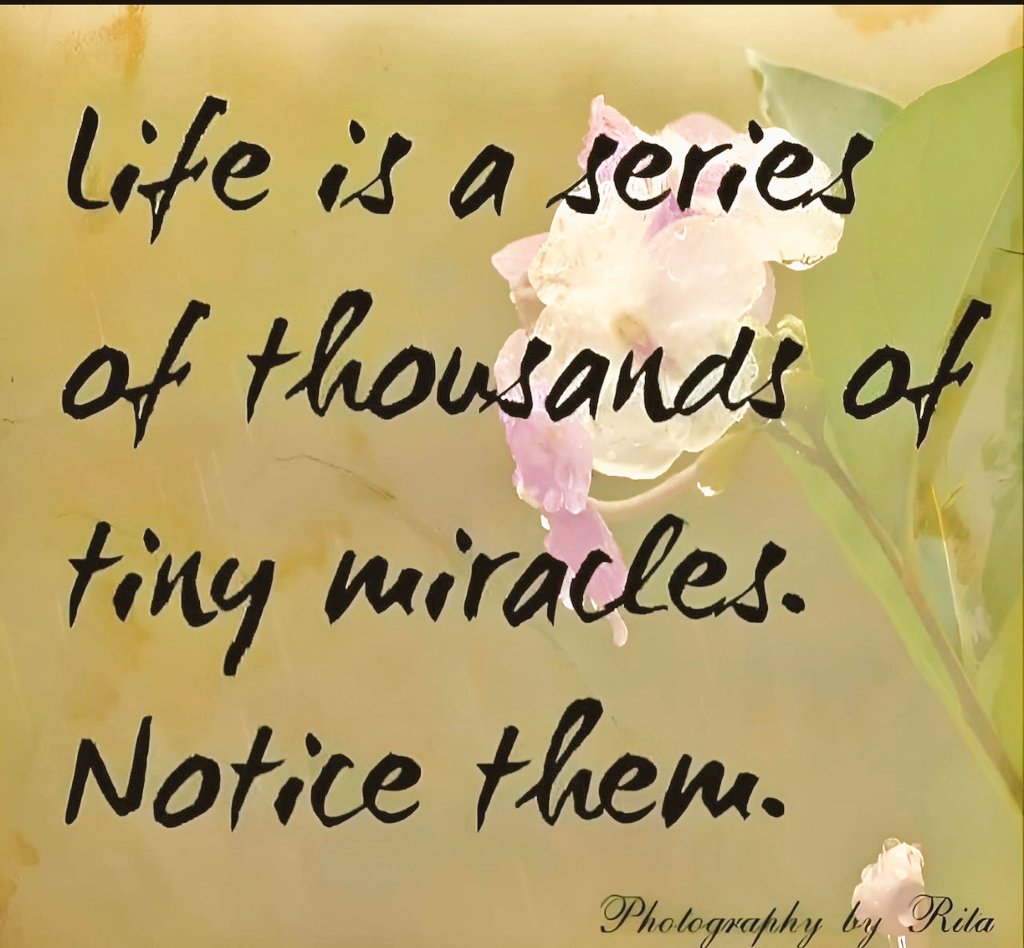 RiseAndGlow22's tweet photo. Good Morning 🌞☀️🌸
Life is full of tiny miracles — you just have to pause and notice them. 💫
Breathe in gratitude, sip your coffee ☕, and let your heart be open to today’s wonders. 🌿✨💛☕💐
#GoodMorning #TinyMiracles #PositiveVibes #MindfulLiving https://t.co/jvBeZqHQkf