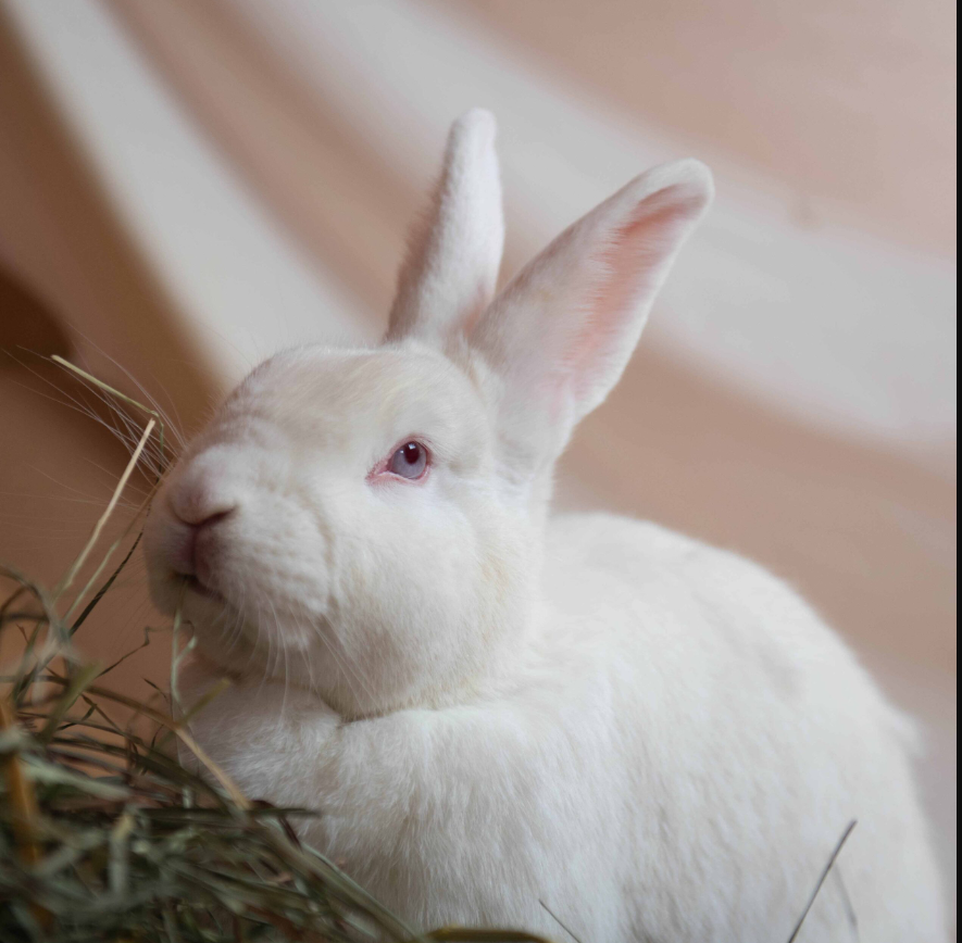 LeandreBaka2's tweet photo. Smart Rabbit farming Calendar Setup
✔ Day 0 – Birth
✔ Day 10 – Rebreed
✔ Day 28 – Wean
✔ Day 31 – New litter
📆 Master your weeks, harvest your years.
#RabbitRoutine #AgriHopper #CycleToSuccess https://t.co/nSTuG209Xu