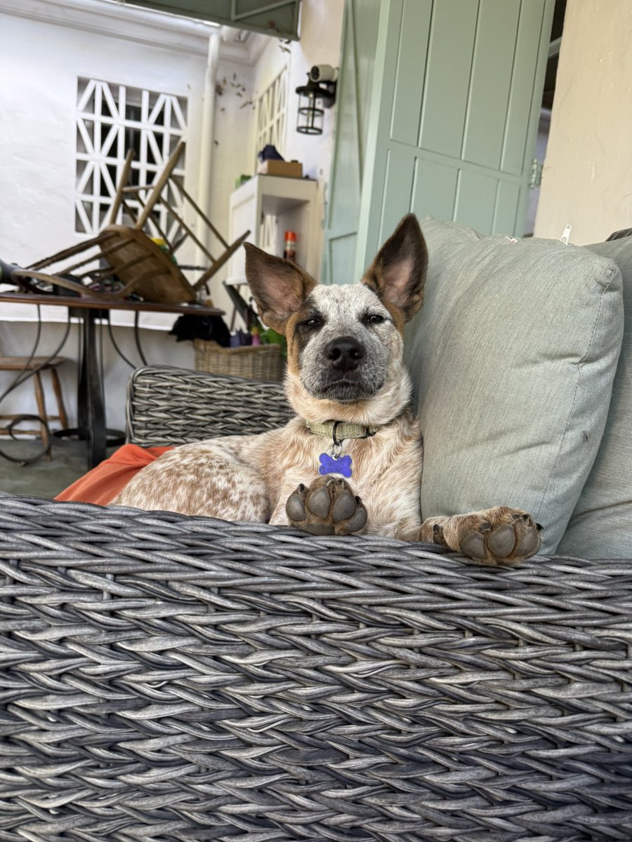 BNarasin's tweet image. Just found out our newest fosters assigned name is Ripple. Maybe someone at @Ripple would like to adopt him. I knew the founder long ago but not sure I have access to that email system.