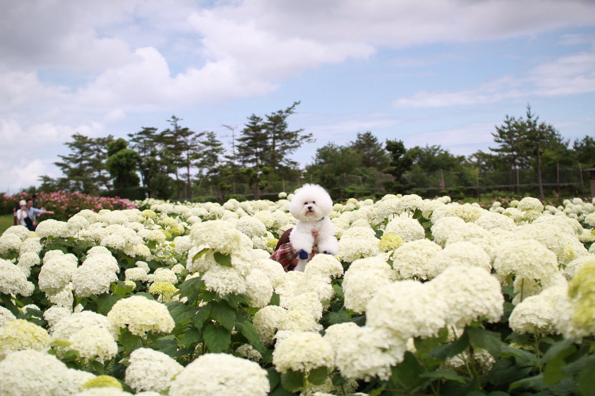 アナベルが一番好きなお花☺️