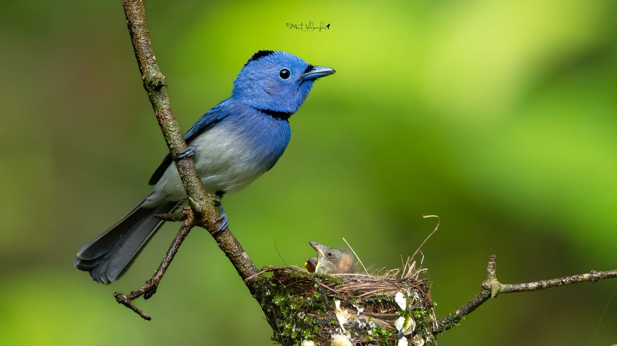 Black-naped Monarch ♂️ #aves #forest #BirdsSeenIn2025 #IndiAves #ThePhotoHour #dailypic #birdphotography #NaturePhotography #canonindia #birds #canon <a href="/IndiAves/">IndiAves</a> #TwitterNatureCommunity #BirdsOfTwitter <a href="/NatGeoIndia/">Nat Geo India</a>  <a href="/Canon_India/">CANON India</a> #wildlifephotography #birds #blue #black #flycatcher