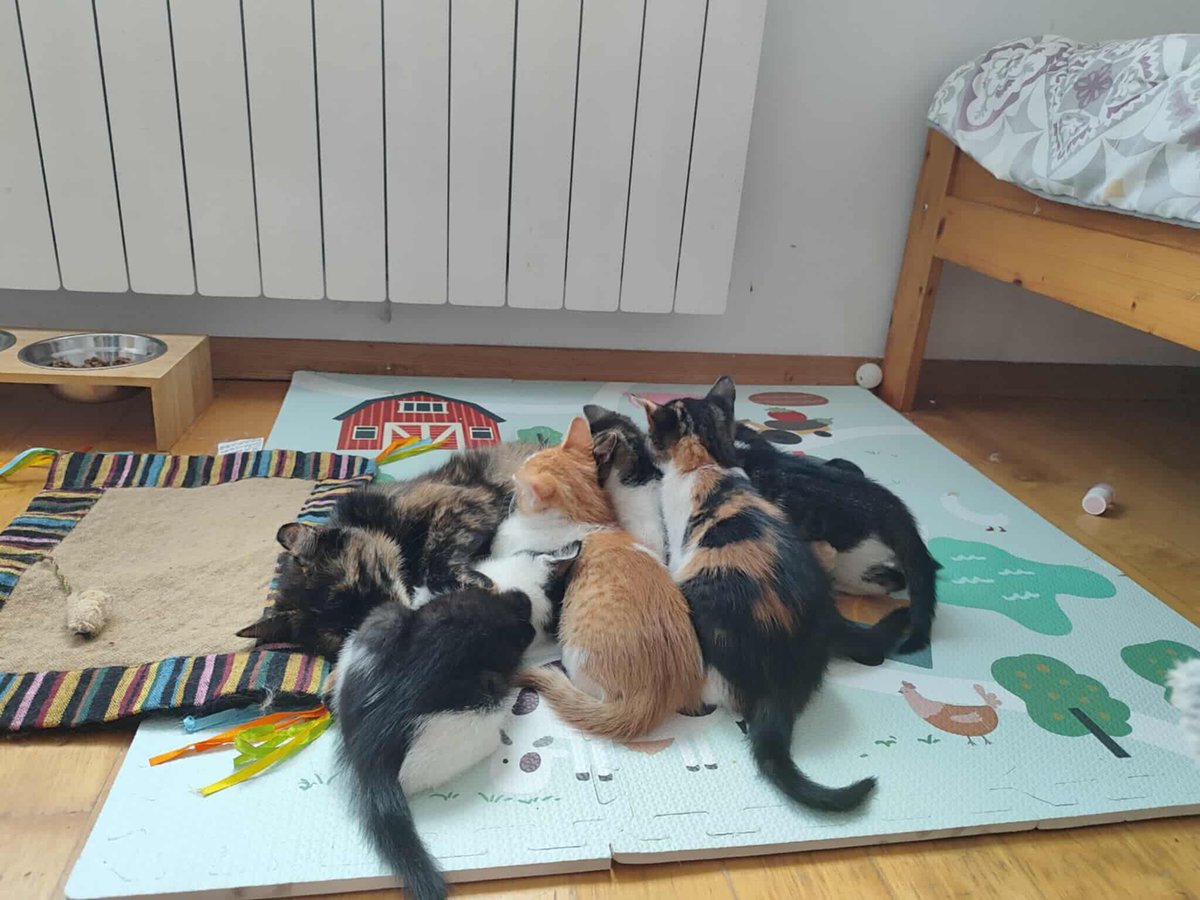 Koty w głowie 🐈 tweet media