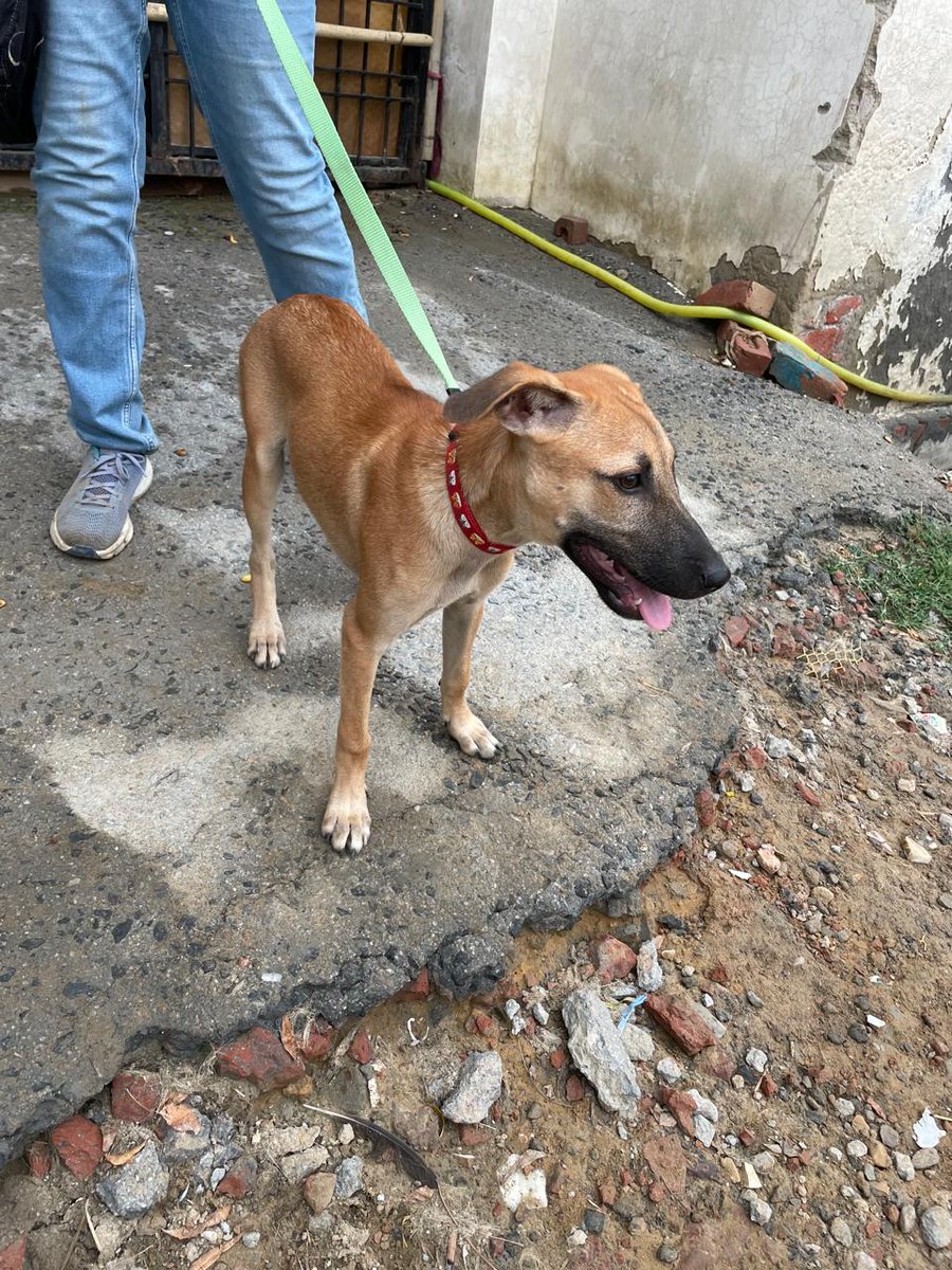 Looking to get sweet indie pup Pari adopted 💔 #Noida 
She’s 3.5 months old, female, vaccinated, dewormed &amp; super friendly. #AdoptDontShop 

Fostered for months but now in a shelter — let's help her find a home 🙏

📞 +91 99535 90081

RT!