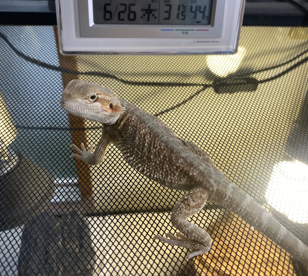 昨日我が家に来た新入り！
フトアゴヒゲトカゲ 🦎のダイズ！
以前飼ってたチクワが去年急死してしまったので今度も慎重に考えて飼育します。家族全員が喜んでた^_^
#フトアゴヒゲトカゲ 
#爬虫類館中野店
#新入り