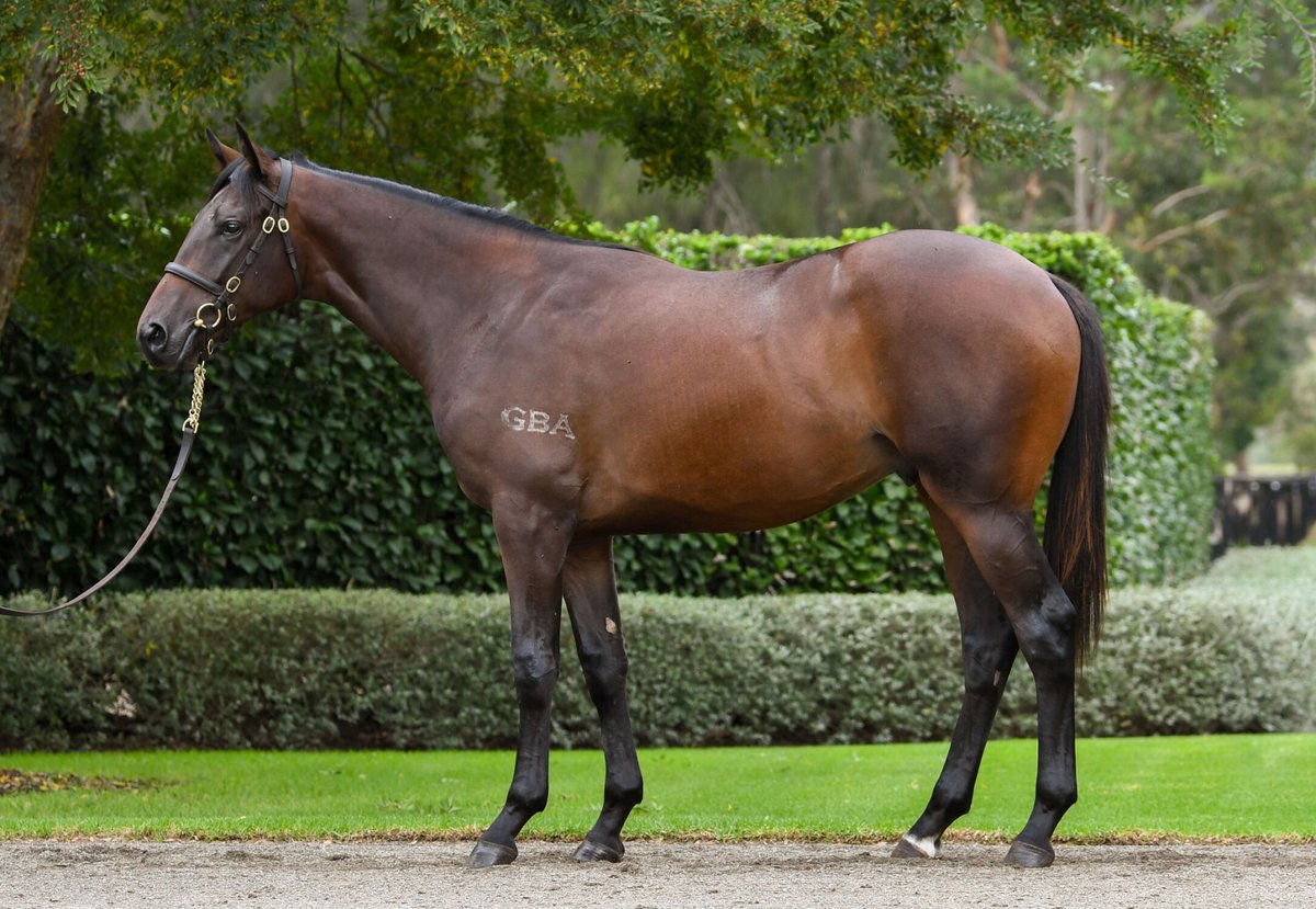 Duncan Ramage (@dgrtbs) on Twitter photo Our So You Think colt from the G2-winning mare Ruud Not Too (NZ) has received a glowing report card from his early education. Thinking about getting involved? Now is the time...we've just named the trainer entrusted with unlocking his potential 💪
🔗 bit.ly/3TEPGPc Our So You Think colt from the G2-winning mare Ruud Not Too (NZ) has received a glowing report card from his early education. Thinking about getting involved? Now is the time...we've just named the trainer entrusted with unlocking his potential 💪
🔗 bit.ly/3TEPGPc