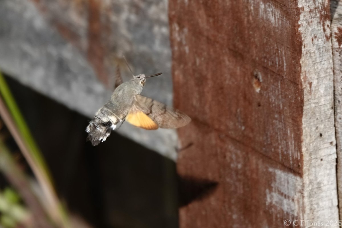 Craig Jones (@craig63jones) on Twitter photo Hummingbird Hawkmoth in our Worcestershire garden 25/6/25
<a href="/BC_WestMids/">West Midlands Butterfly Conservation</a> <a href="/WorcsWT/">Worcs Wildlife Trust</a> <a href="/savebutterflies/">Butterfly Conservation 🦋</a> Hummingbird Hawkmoth in our Worcestershire garden 25/6/25
<a href="/BC_WestMids/">West Midlands Butterfly Conservation</a> <a href="/WorcsWT/">Worcs Wildlife Trust</a> <a href="/savebutterflies/">Butterfly Conservation 🦋</a>