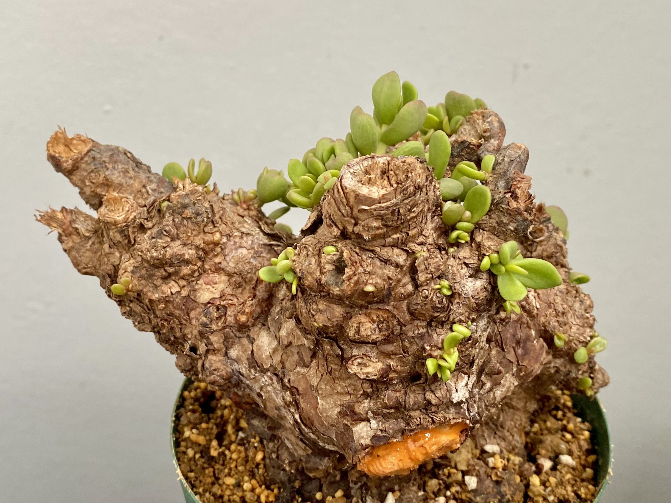 ベアルート株 - Search / X