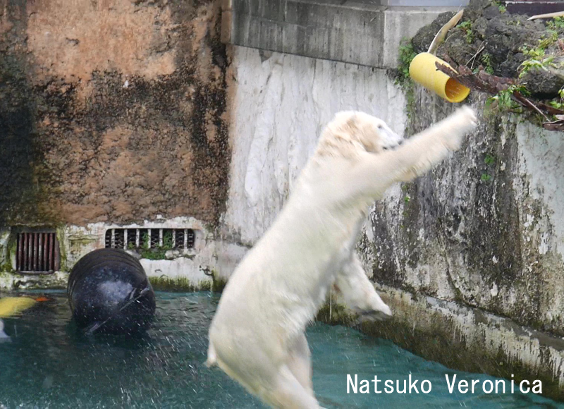 NatsukoChishiro's tweet image. 昨日はホウちゃんのところへ。
枝が欲しかったようで何度もジャンプしてました。
ホウちゃんの必殺技の立ち跳びで見事枝をゲット♪
嬉しそうに食べていました😊
2025.6.25
#ホッキョクグマ #ホウちゃん #天王寺動物園 #シロクマ #polarbear
