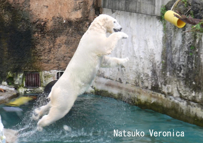 NatsukoChishiro's tweet image. 昨日はホウちゃんのところへ。
枝が欲しかったようで何度もジャンプしてました。
ホウちゃんの必殺技の立ち跳びで見事枝をゲット♪
嬉しそうに食べていました😊
2025.6.25
#ホッキョクグマ #ホウちゃん #天王寺動物園 #シロクマ #polarbear