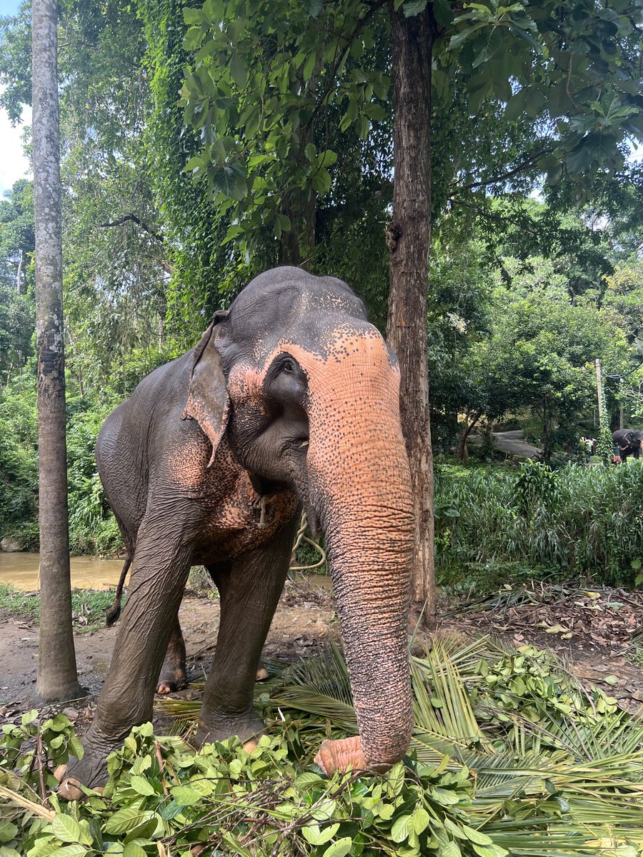 yggdrasil_35's tweet photo. #SriLanka
#Kolombo #Colombo https://t.co/JL6PyvqpbQ