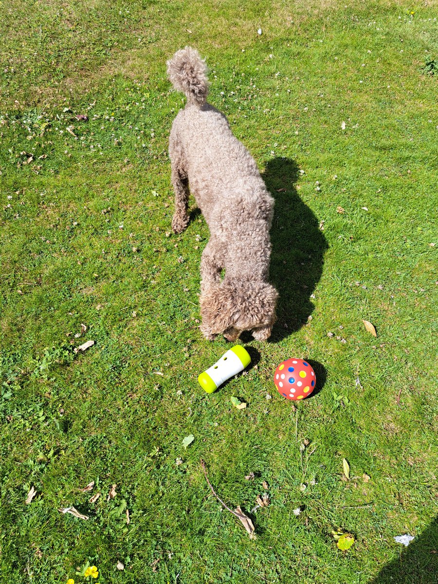 yorkshirejune's tweet image. This treat tube is one of @HearingDogs Ambassador Pasha&apos;s  favourite toys.Keeps him active both physically and mentally and has treats inside .He loves to play with it 
Hearingdogs.org.uk