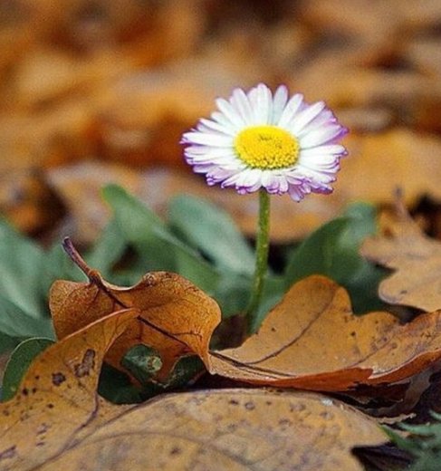 _____Gözümü al, görmesin 
           sensiz hiç birşeyi, 

Gönlümü al, sevmesin sensizliği.! 

        Hz. Mevlana

#guenaydınlar 🌼☕🌿🕊