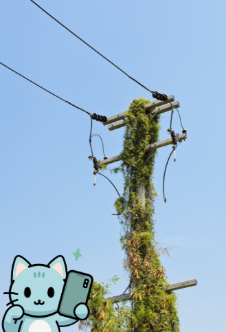 【残り4日📢】
愛知県田原市限定クエストがもうすぐ終わっちゃうのでお知らせするにゃ！
週末は残っているピン目指して電柱にからまるツル・ツタを探しに行ってみてにゃ🗺️
＃ジオクエ ＃電柱 ＃ツル ＃ツタ ＃愛知県 ＃田原市 ＃週末どこ行く