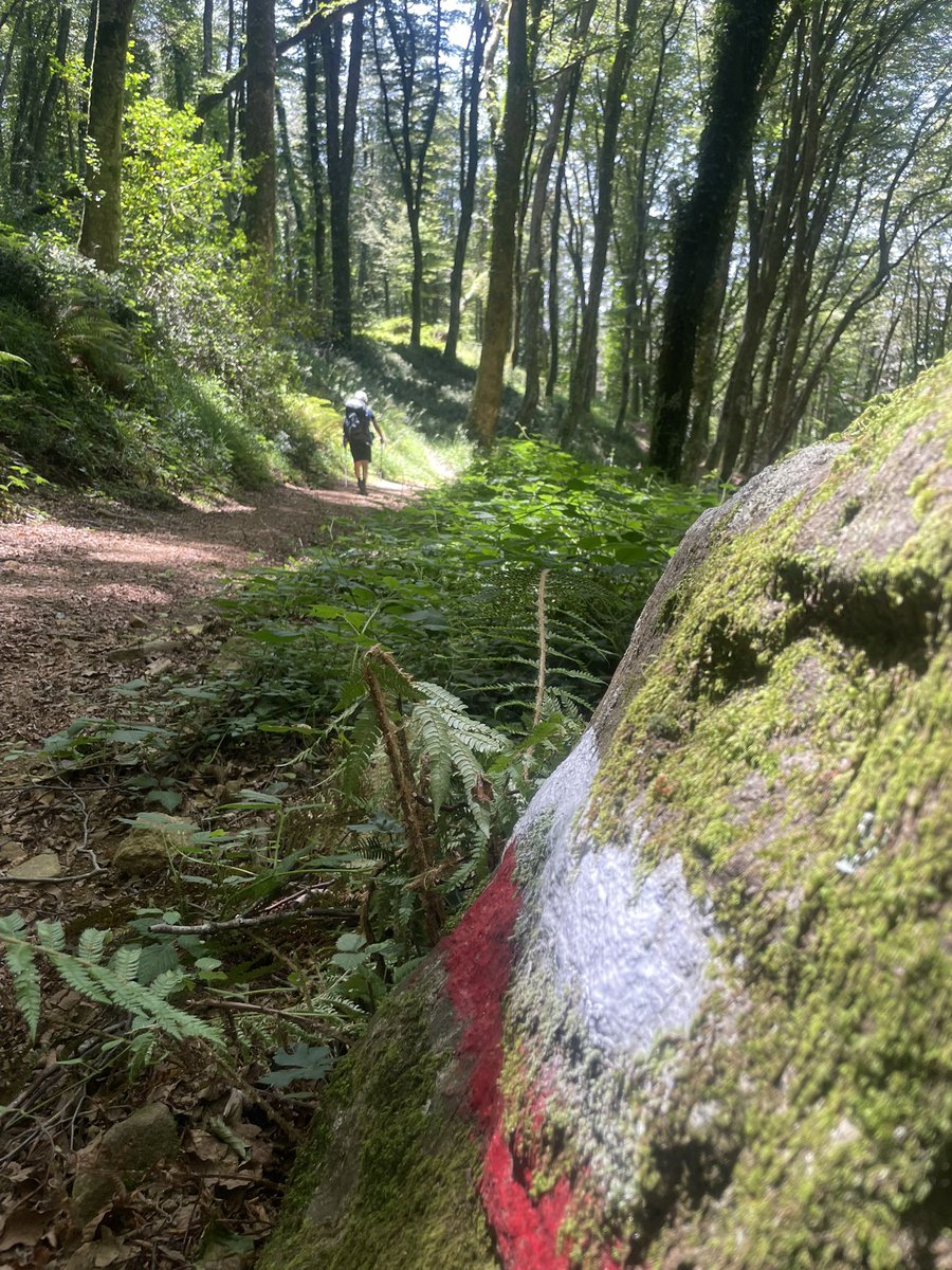 Nensi Coseani tweet media