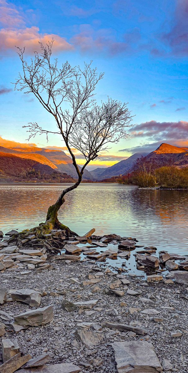 It's Your Wales (@itsyourwales) on Twitter photo Stunning sunset reflections at the wonderful Llyn Padarn and famous lonely tree. Photo courtesy
<a href="/madmaz2112/">Marilyn E Williams</a> #Wales #WelshPassion Stunning sunset reflections at the wonderful Llyn Padarn and famous lonely tree. Photo courtesy
<a href="/madmaz2112/">Marilyn E Williams</a> #Wales #WelshPassion