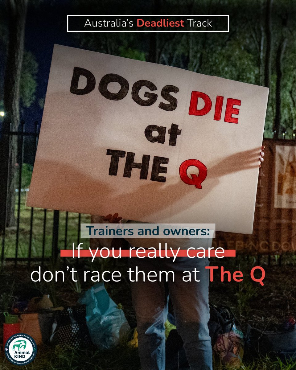 animalkind_aus's tweet image. Trainers and owners: if you love your dogs, don’t race them at The Q.⁠
⁠
Ten greyhounds have already lost their lives at this facility. These deaths didn’t happen in an outdated, neglected facility. They happened at the crown jewel of Queensland’s racing industry.⁠