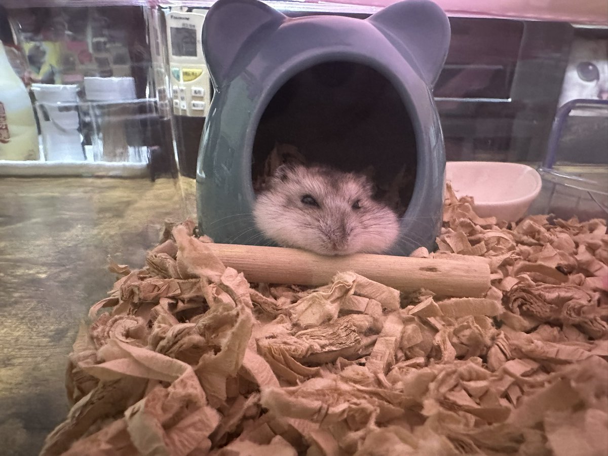 Dm0H4h's tweet photo. あごすけ🐭 https://t.co/wyILKg6CJA