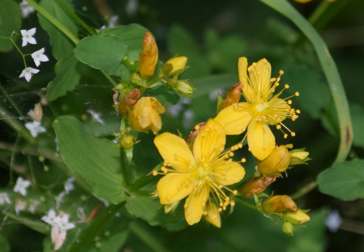 adlirioazul's tweet image. #Hypericum 2
Hierba de San Juan | St John’s wort

#flowers #plants #FloraCordilleraCantábrica