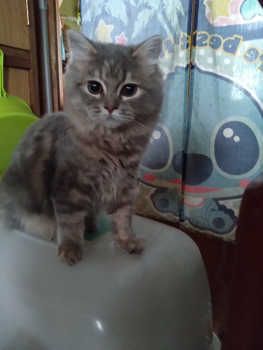 Mikazukicococo's tweet image. 今年 産まれた ４匹のスコとメインクーンの子供達🐱 すくすく大きくなっています🐱 ３匹は垂れ耳かと思いきや １匹立って来ました! ！ 
#スコティッシュフォールド
#メインクーン
#猫好き
#猫好きさんと繋がりたい 
#猫のいる暮らし 
#猫のいるしあわせ