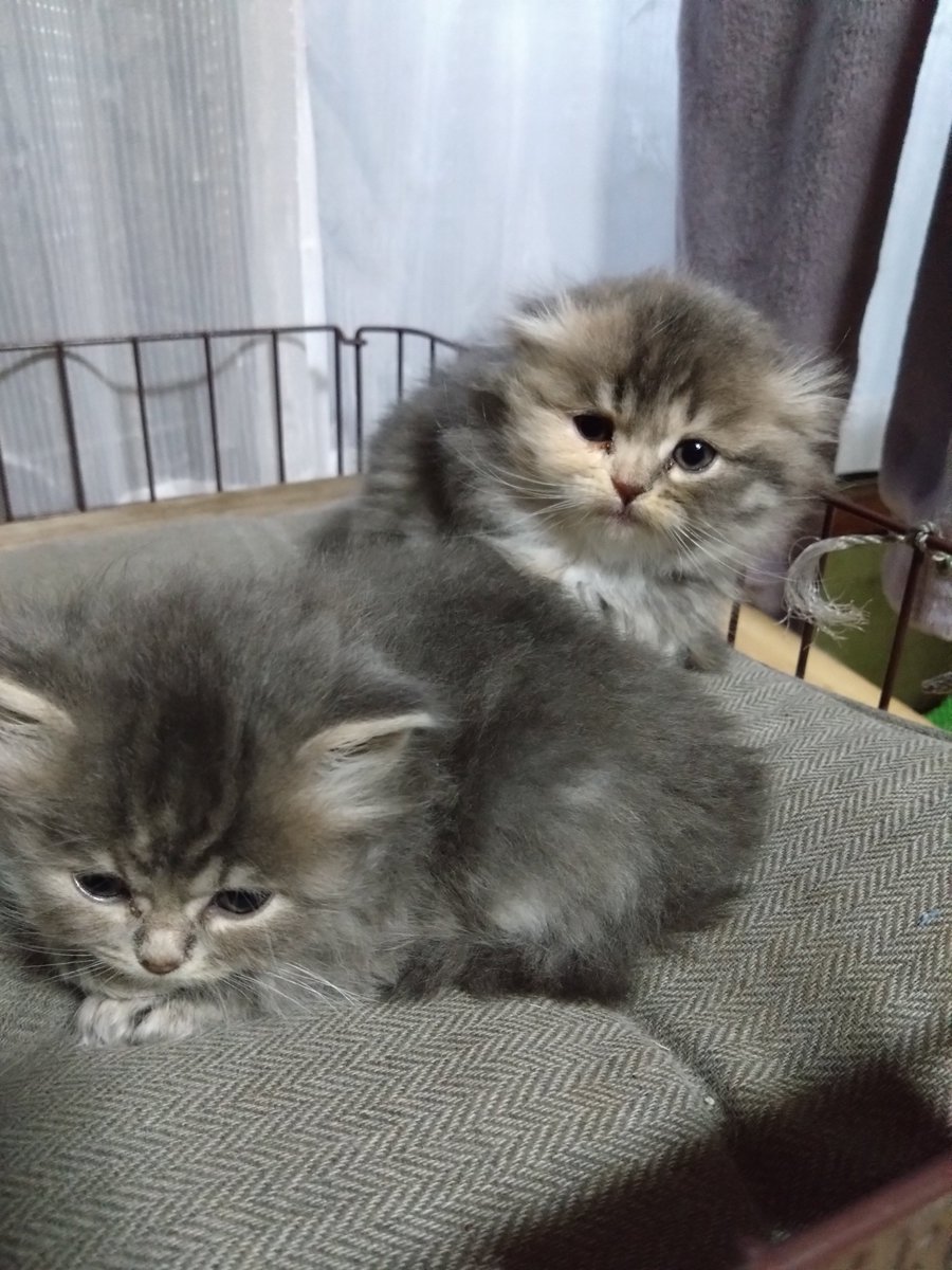 Mikazukicococo's tweet image. 今年 産まれた ４匹のスコとメインクーンの子供達🐱 すくすく大きくなっています🐱 ３匹は垂れ耳かと思いきや １匹立って来ました! ！ 
#スコティッシュフォールド
#メインクーン
#猫好き
#猫好きさんと繋がりたい 
#猫のいる暮らし 
#猫のいるしあわせ