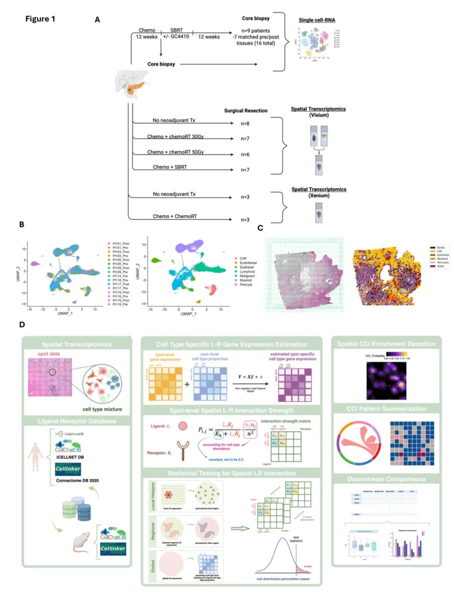 Anirban Maitra (@aiims1742) on Twitter photo Coming out party / preprint for <a href="/Vince_BernPag/">Vince Bernard-Pagan, MD PHD</a> who starts his faculty position <a href="/MDAndersonNews/">MD Anderson Cancer Center</a> in a week. This study identifies adaptive responses to radiation therapy in pancreatic cancer using single cell & spatial profiling, resulting in persister cell populations post XRT. Coming out party / preprint for <a href="/Vince_BernPag/">Vince Bernard-Pagan, MD PHD</a> who starts his faculty position <a href="/MDAndersonNews/">MD Anderson Cancer Center</a> in a week. This study identifies adaptive responses to radiation therapy in pancreatic cancer using single cell & spatial profiling, resulting in persister cell populations post XRT.