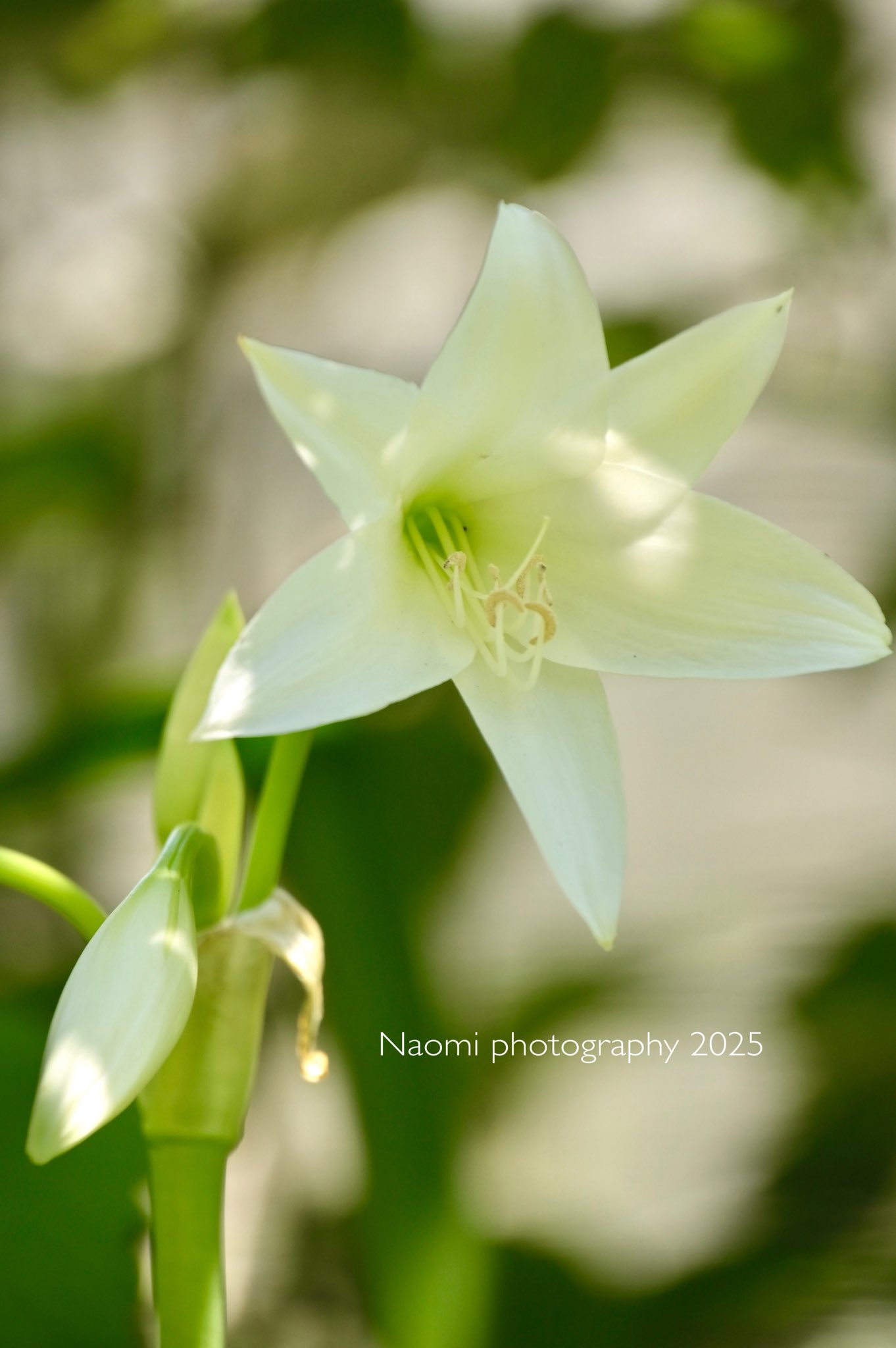 lovely_flowergarden - Search / X