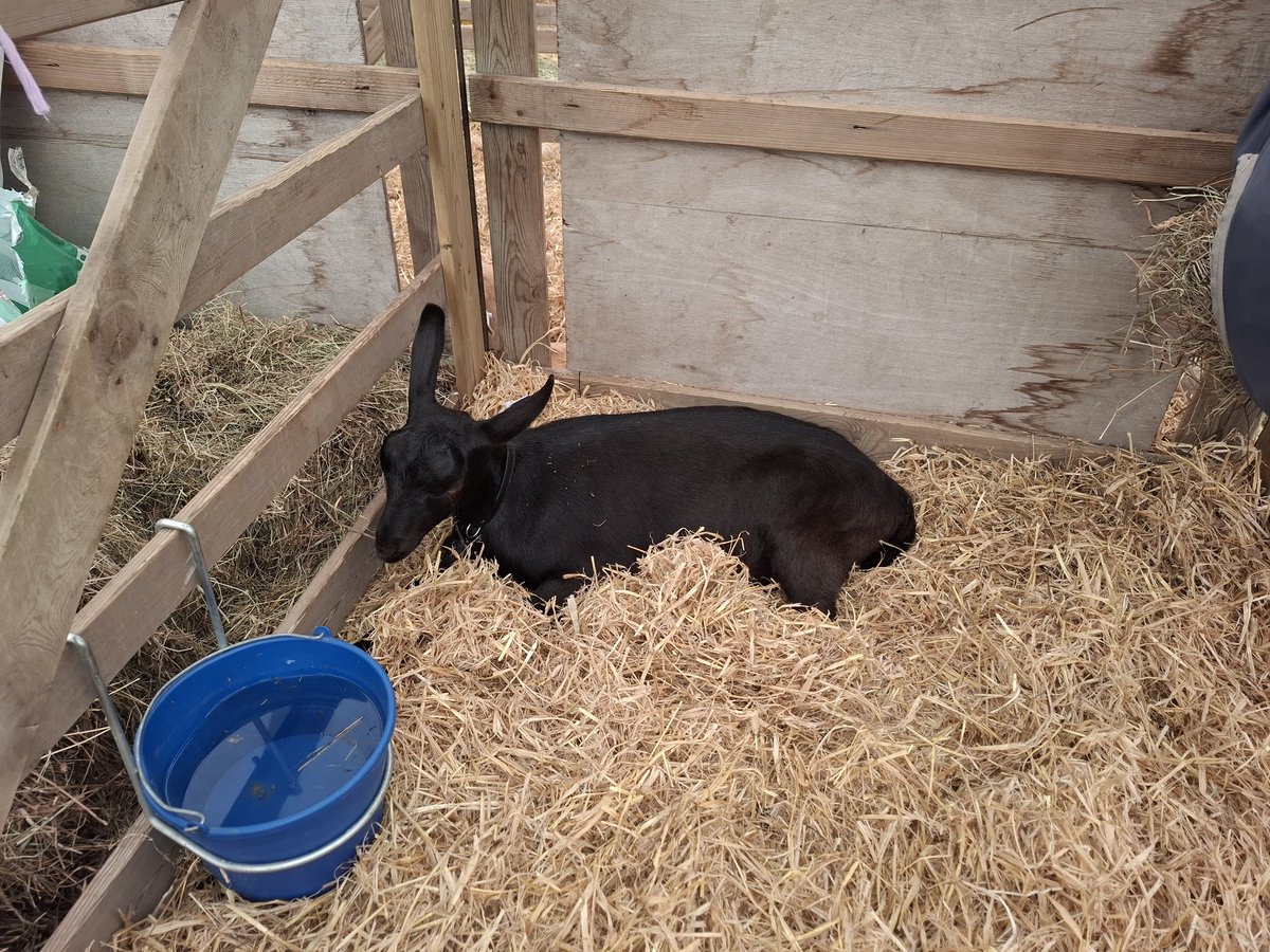 English Goat Breeders Association tweet media