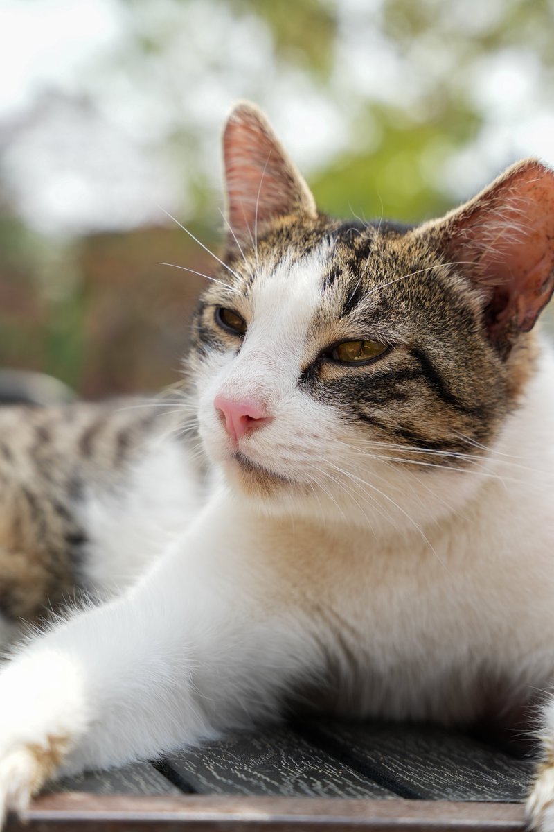 intern_kun🐾 (@internkun_neko) on Twitter photo 