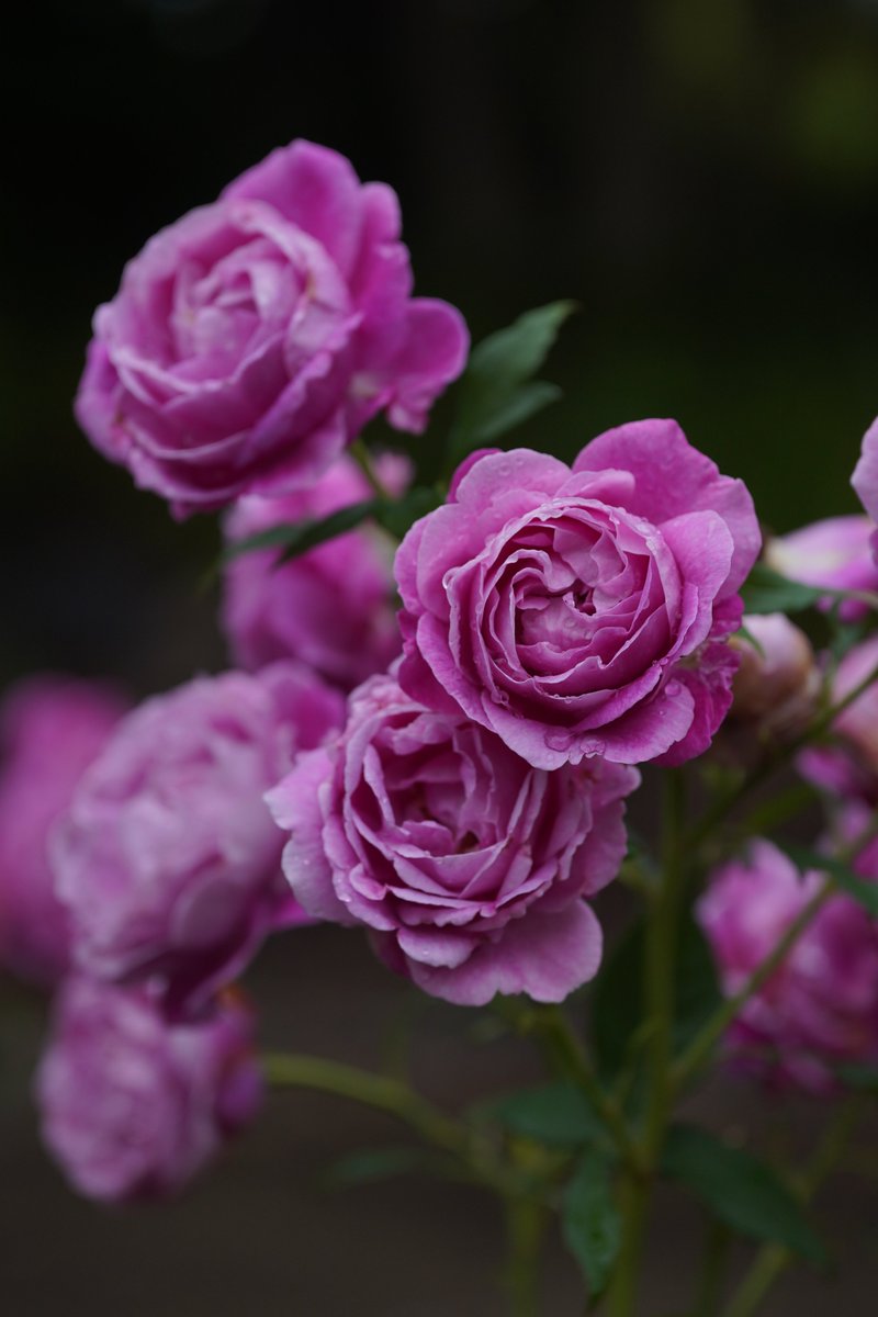 jerritama🐈🐟🐈 (@jerritama) on Twitter photo 