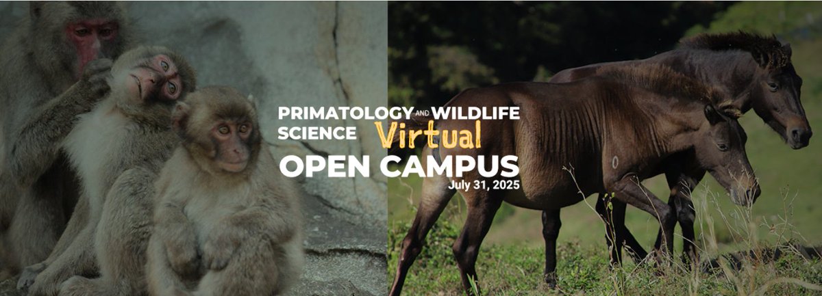 CICASP will hold a virtual open campus this summer! 
Anyone interested in studying #primatology at EHUB in Kyoto University or participating in an internship is welcome to register. For detail, please see our website:wrc.kyoto-u.ac.jp/cicasp/2025-07…